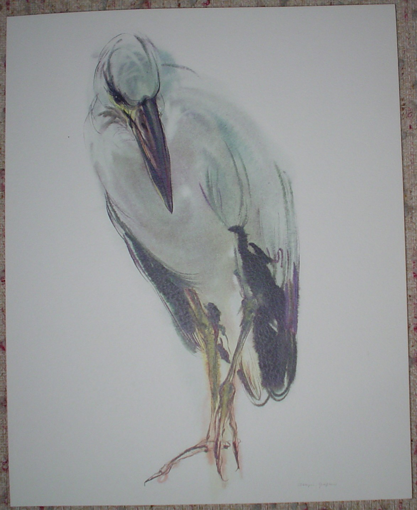 "Asian Openbill Stork", in German: "Silberklaffschnabel" by Klaus Meyer Gasters, shown with full margins - vintage 1970's/1980's offset lithograph reproduction watercolour collectible fine art print (size approx. 15 x 18.5 inches/ ca 38 x 47 cm) - KerrisdaleGallery.com