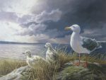 KerrisdaleGallery.com - stock ID#WM429ph-snt - Glaucous-winged Gull by Marla Wilson - Limited Edition 429/695, 1989 offset lithograph; numbered, titled and signed in pencil by the artist