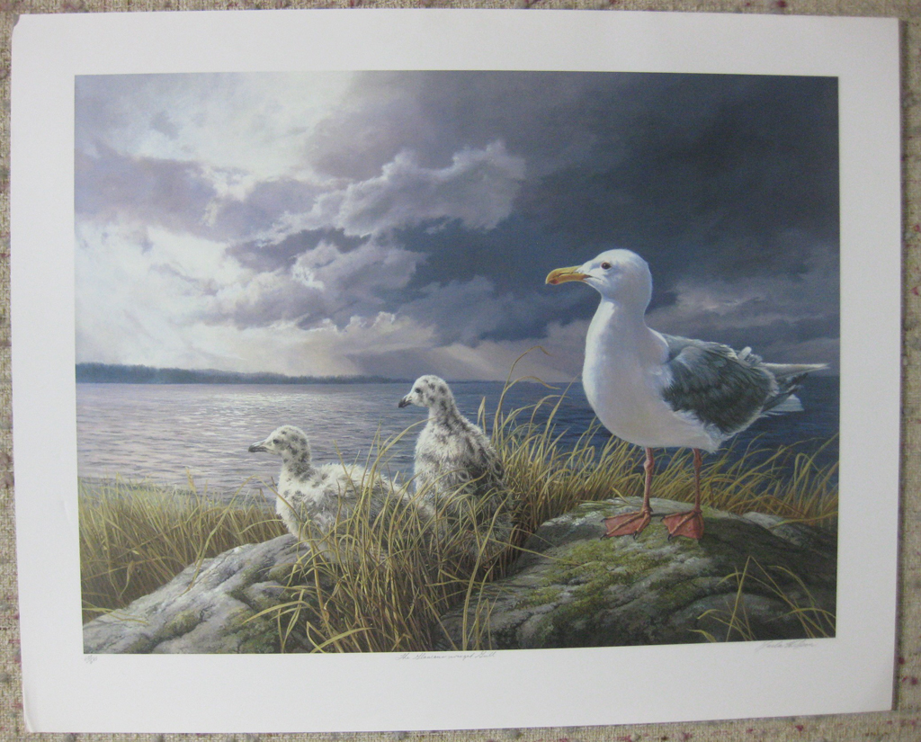 KerrisdaleGallery.com - stock ID#WM429ph-snt - Glaucous-winged Gull by Marla Wilson, shown with full margins - Limited Edition 429/695, 1989 offset lithograph; numbered, titled and signed in pencil by the artist