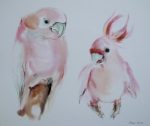 KerrisdaleGallery.com - Stock ID#mg027ph - "Two Pink Cockatoos" by Klaus Meyer-Gasters - vintage offset lithograph watercolor reproduction art print. Extracted from the calendar printed in Germany 1970s-1980s.