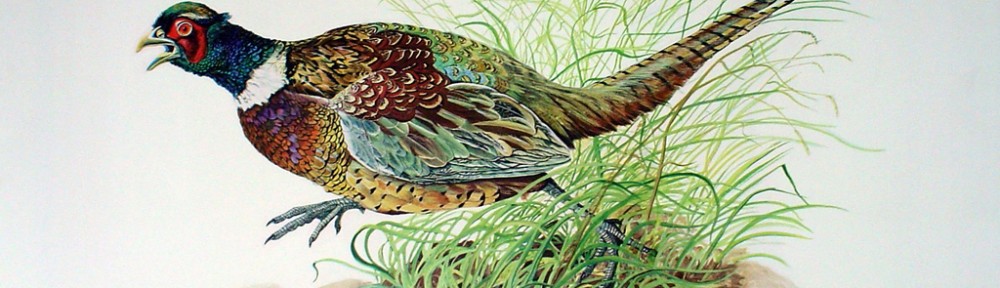 Cock Pheasant by Michael Anthony Antonoplos