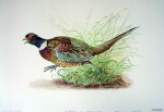 Cock Pheasant by Michael Anthony Antonoplos