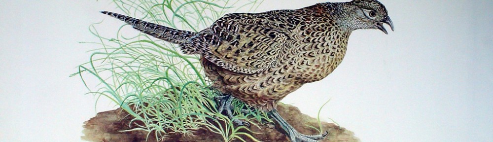 Hen Pheasant by Michael Anthony Antonoplos