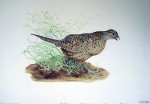 Hen Pheasant by Michael Anthony Antonoplos