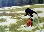 Hound In Field by Alex Colville