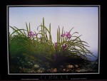 Hills Of Iris by Douglas Comstock