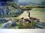Wild Wings, Gentle Creatures by Lissa Calvert
