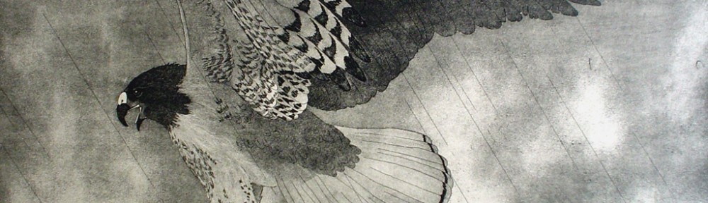 Red-Tailed Hawk by Nancy Leslie - original etching, signed and numbered edition of 150