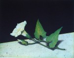 Morning Glory by Kurt Schoenen - original engraving, signed and numbered 68/ 150