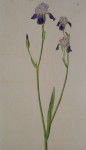 Schwertlilie Iris by Albrecht Dürer - authentic Albertina Museum collectible collotype fine art print