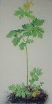 Celandine, 1526 by Albrecht Dürer - authentic Albertina Museum collectible collotype print