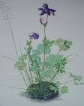 Columbine by Albrecht Dürer - authentic Albertina Museum collectible collotype fine art print
