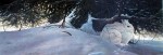 White Hare by Michael Dumas - offset lithograph fine art print