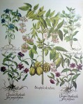 Botanical, Staphylodendron by Basilius Besler - offset lithograph fine art print