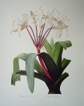 Botanical, Crinum Erubescens by Georg Dionysius Ehret - offset lithograph fine art print