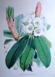 Rhododendron Argenteum, Himalaya by Joseph Dalton Hooker - offset lithograph botanical fine art print