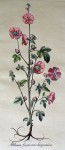 Botanical, Althea Fruticans Hispanica by unknown artist - restrike etching, hand-coloured original print