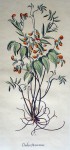 Botanical, Orobus Pannonicus by unknown artist - restrike etching, hand-coloured original print