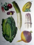 Botanical No.10,1859 Cucumber Asparagus Turnip Pepper Potato Lettuce by Vilmorin Seed Co - offset lithograph fine art print
