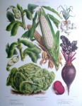 Botanical No.31,1880 Lettuce Beet Corn Bean Onion by Vilmorin Seed Co - offset lithograph fine art print