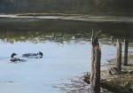 Swimming Canada Geese (untitled) by Lissa Calvert - offset lithograph reproduction vintage fine art print