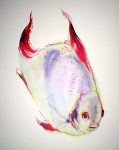 "Big Red Fish" by Klaus Meyer Gasters - vintage 1970's/1980's offset lithograph reproduction watercolour collectible fine art print (size approx. 15 x 18.5 inches/ ca 38 x 47 cm) - KerrisdaleGallery.com