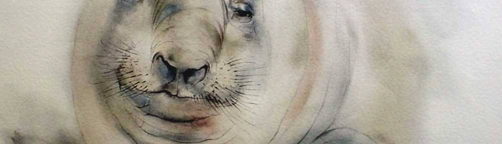"Elephant Seal", in German: "Seeelefant" by Klaus Meyer Gasters - vintage 1970's/1980's offset lithograph reproduction watercolour collectible fine art print (size approx. 15 x 18.5 inches/ ca 38 x 47 cm) - KerrisdaleGallery.com